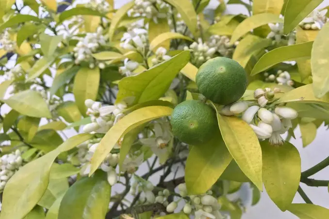 albero di limone fiorito - Quanti fiori diventano limoni