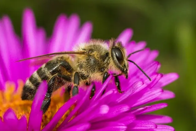ape fiore - Quanti fiori visita un'ape nella sua vita
