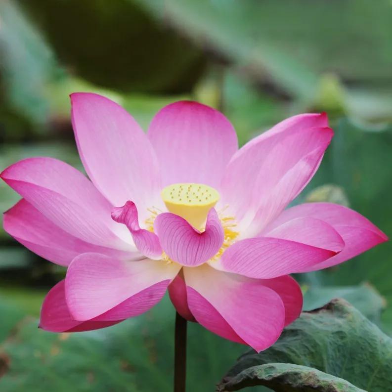 Il fiore di loto san felice circeo: fiori freschi e servizi floreali