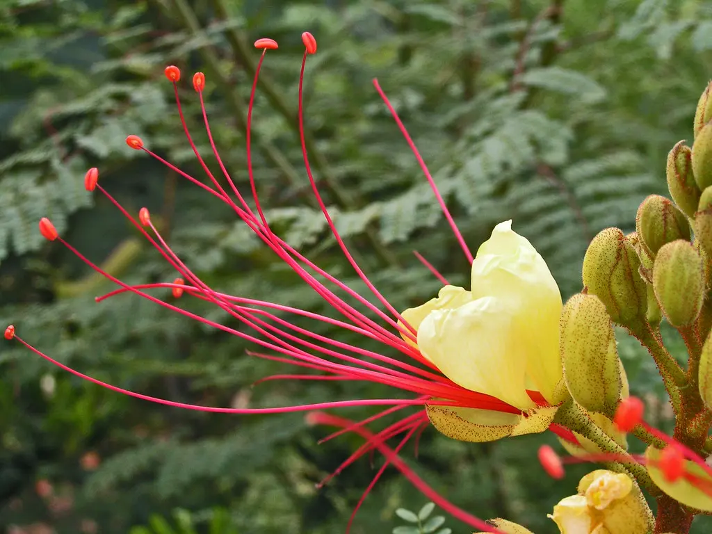 Quanti Pistilli ci sono in un fiore? - Quanti Pistilli ci sono in un fiore pistilli fiore - Quanti Pistilli ci sono in un fiore