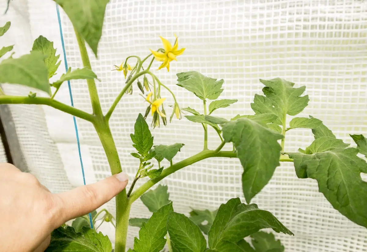 I primi fiori dei pomodori vanno tolti - Quanti rami lasciare al pomodoro i primi fiori dei pomodori vanno tolti - Quanti rami lasciare al pomodoro