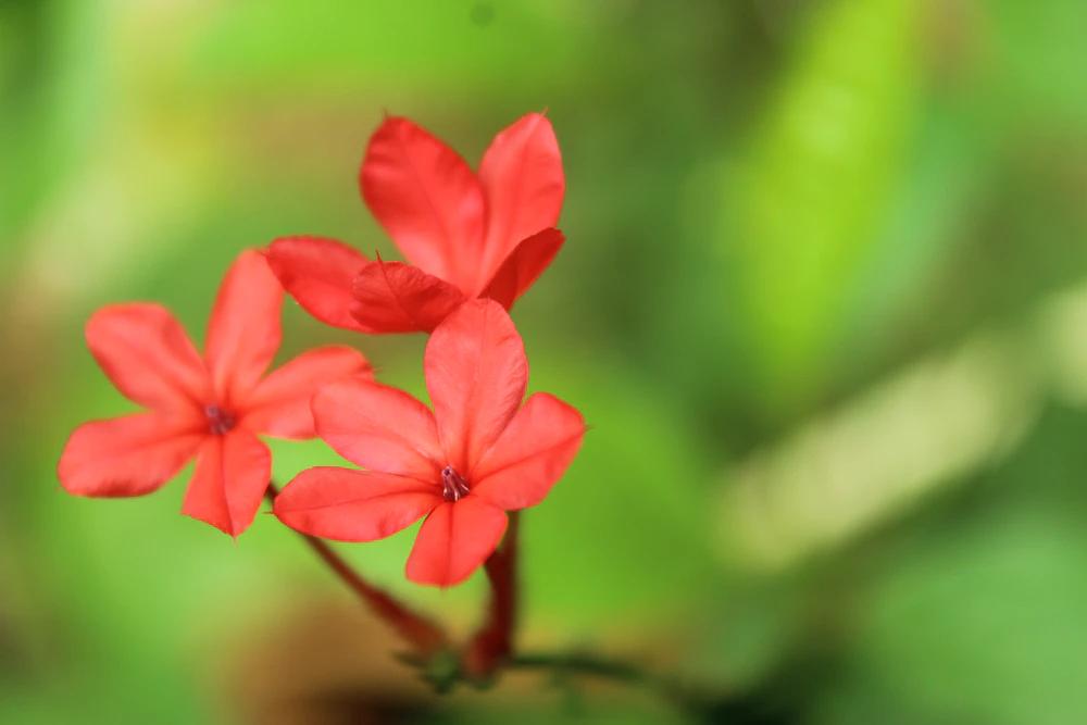 fiori indiani - Quanti sono i fiori himalayani