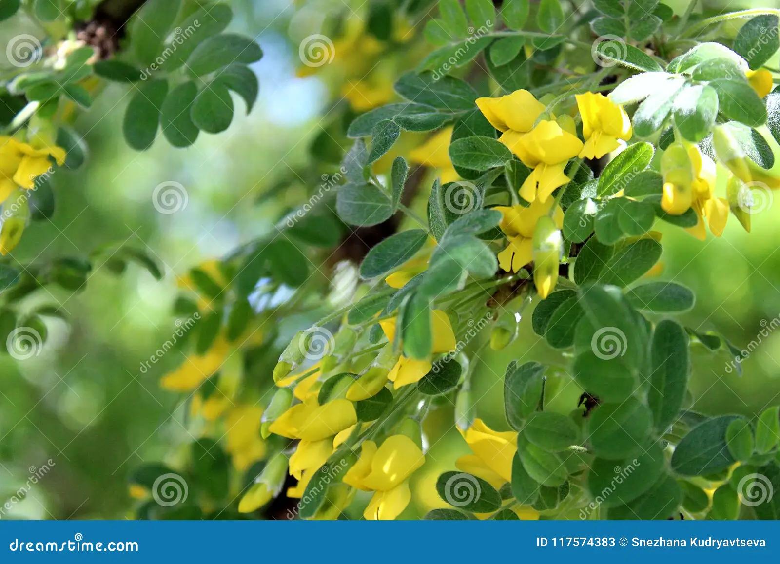 acacia fiori gialli - Quanti tipi di acacia ci sono