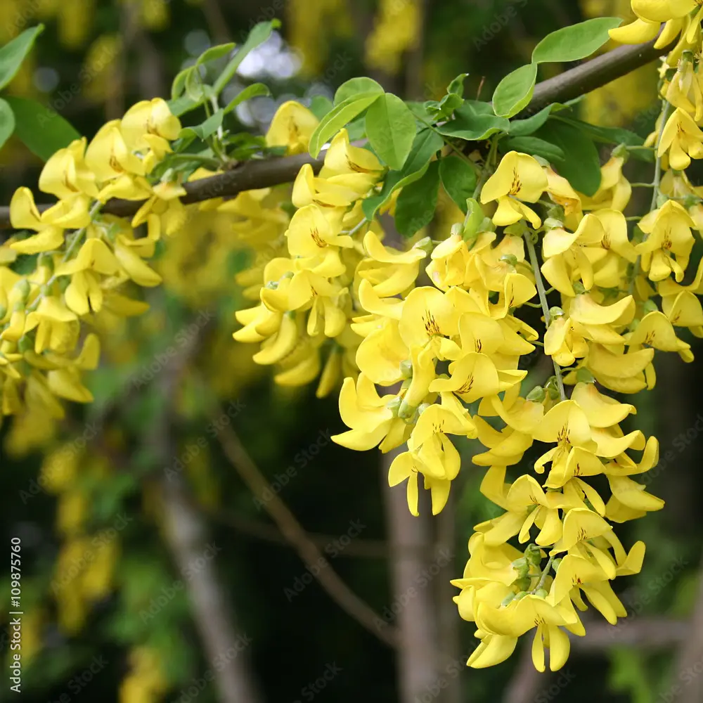 Acacia fiori gialli: piante versatili con oltre 1000 specie