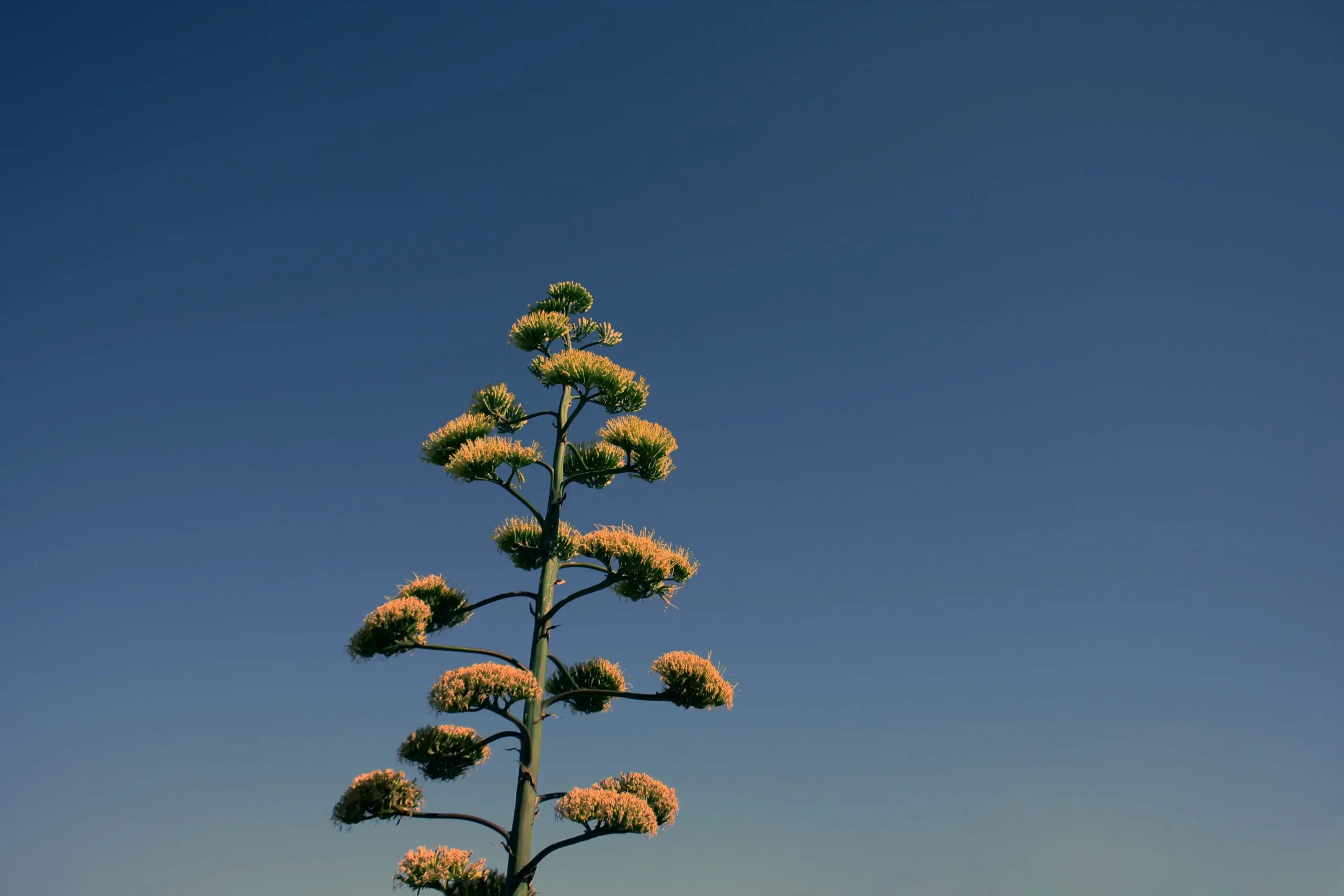 fiore agave gigante - Quanti tipi di agave ci sono