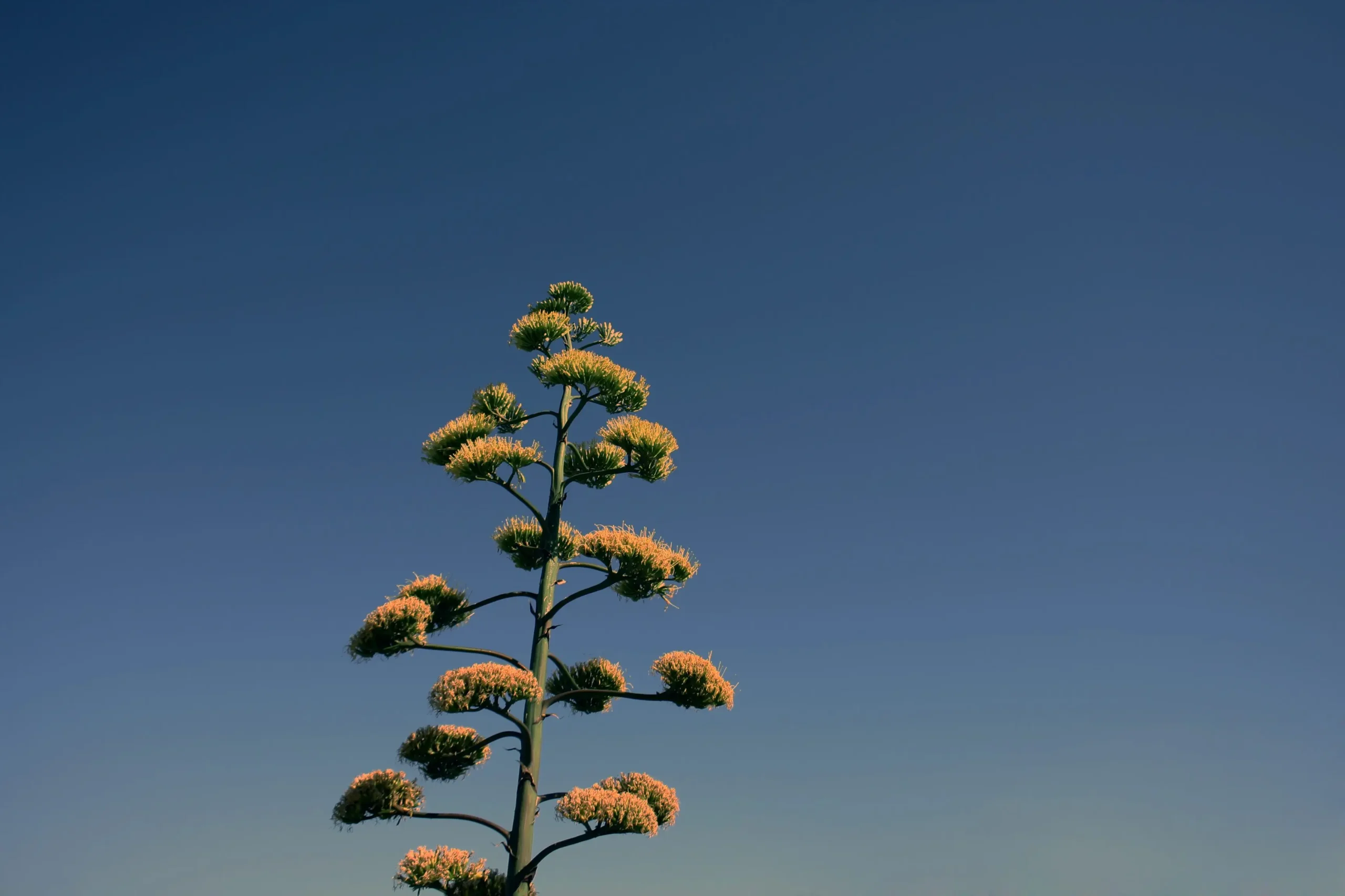Fiore Agave Gigante: La Maestosità delle Piante di Agave - Quanti tipi di agave ci sono fiore agave gigante - Quanti tipi di agave ci sono