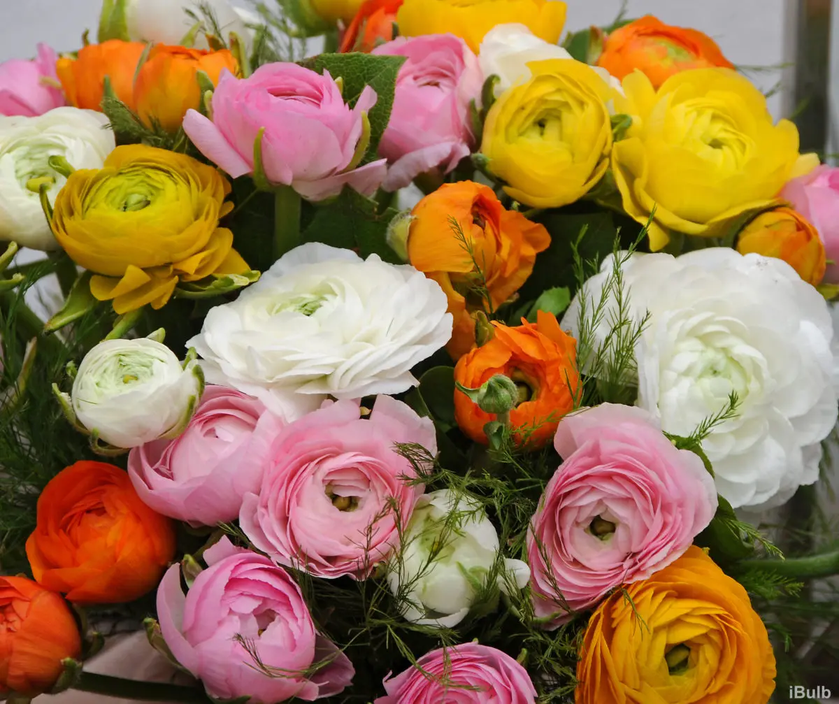 Fiori simili alle peonie: una guida completa - Quanti tipi di peonia fiori simili alle peonie - Quanti tipi di peonia