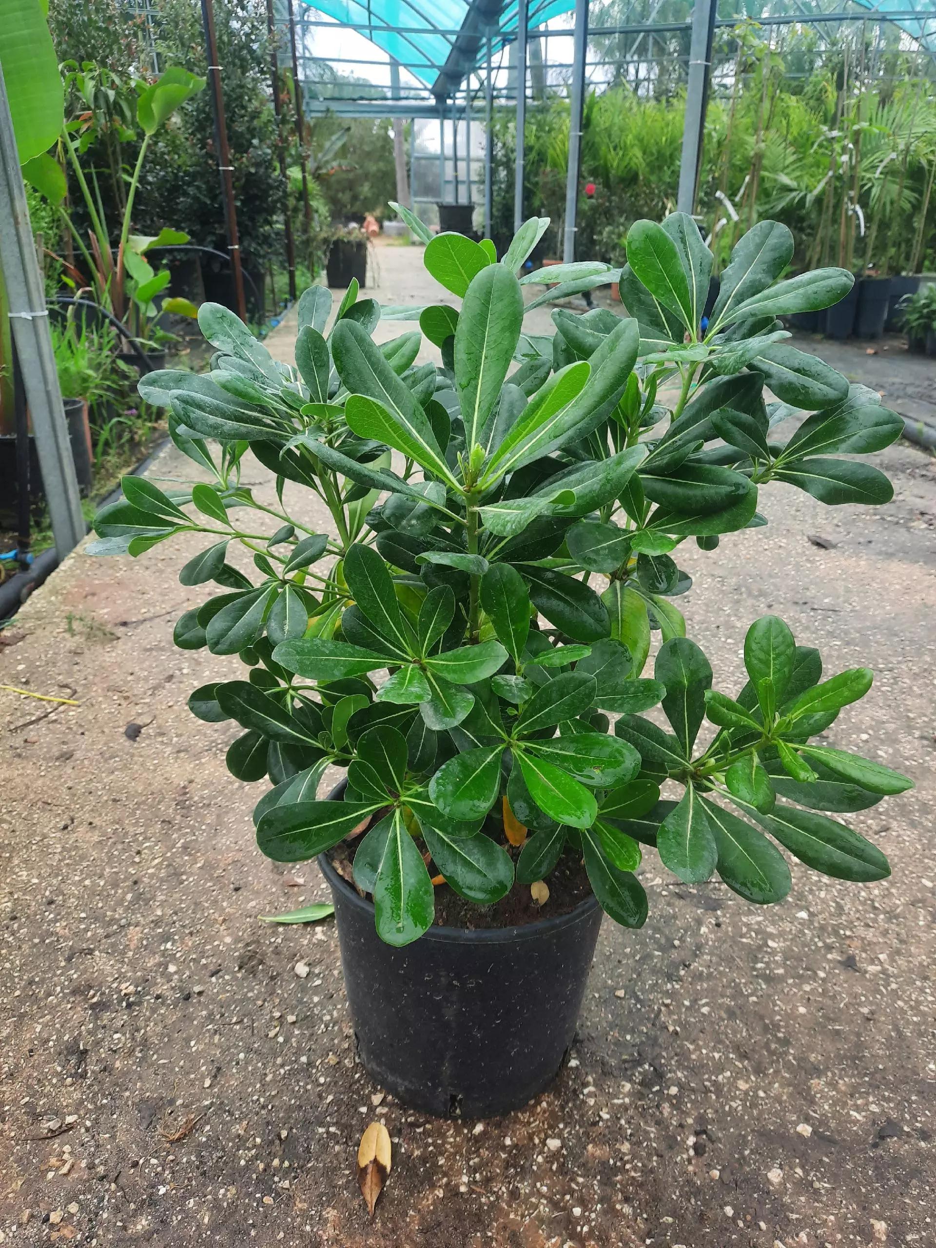 Fiore Pitosforo: Un Arbusto Sempreverde con Fiori Profumati - Quanti tipi di pitosforo esistono fiore pitosforo - Quanti tipi di pitosforo esistono