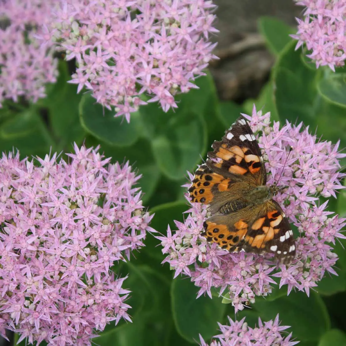 Fiori sedum: piante succulenti resistenti