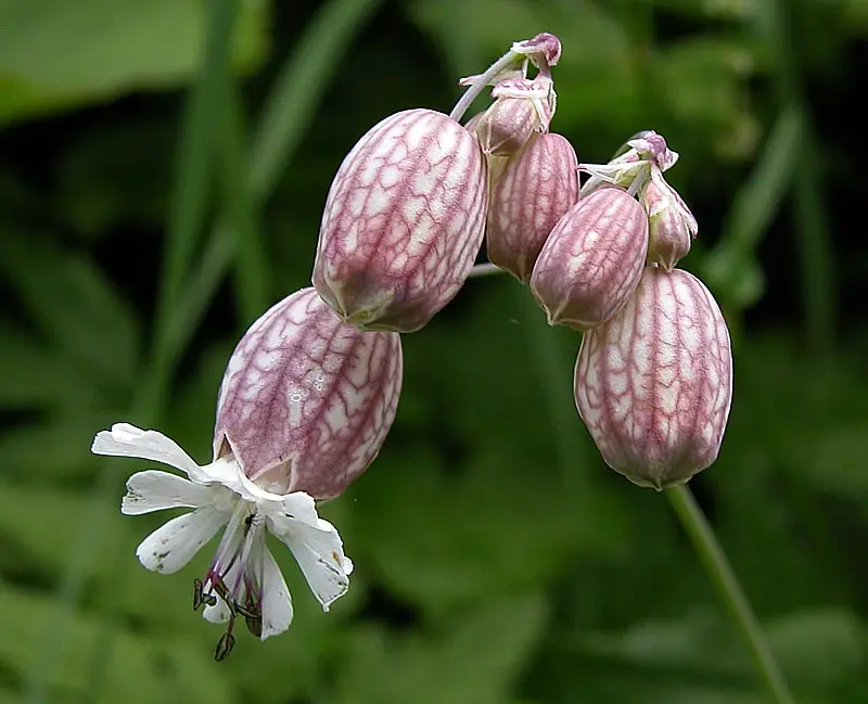 silene fiori - Quanti tipi di silene esistono