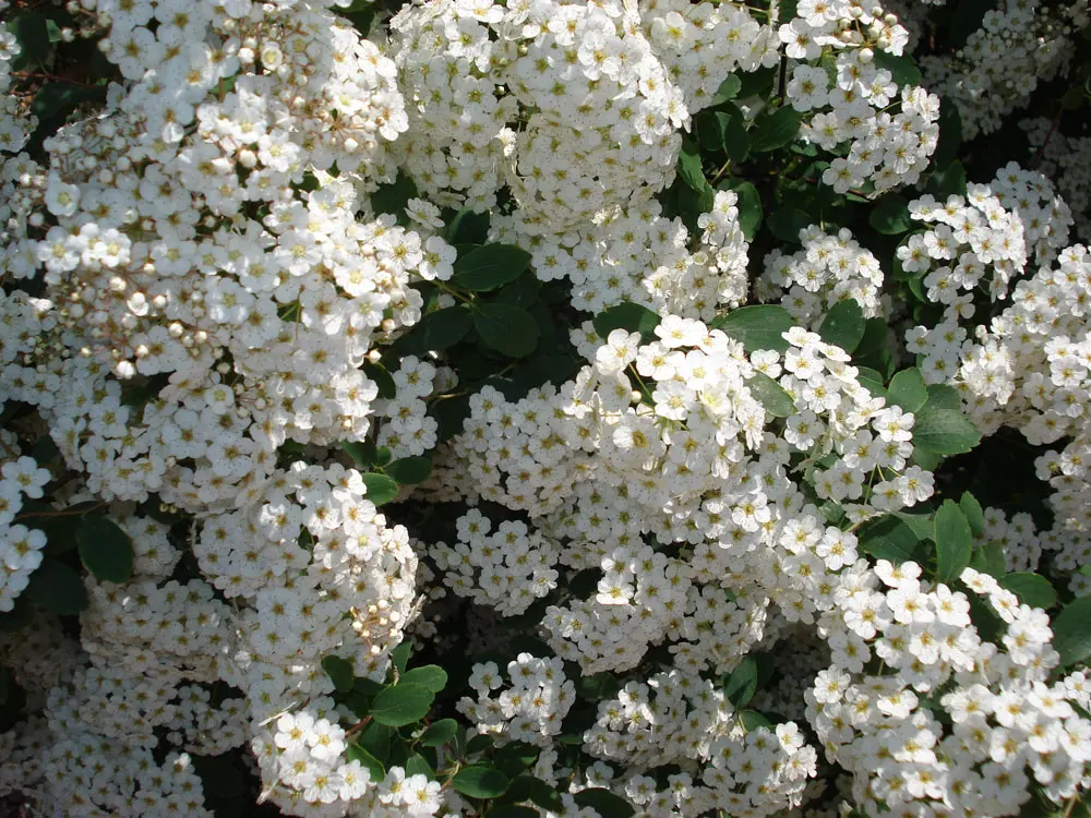 spirea fiore - Quanti tipi di Spirea ci sono