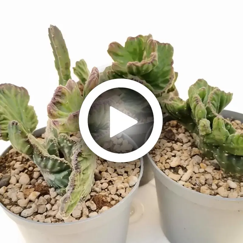 Stapelia crestata fiore: La bellezza unica di questa pianta succulenta - Quanti tipi di Stapelia esistono stapelia crestata fiore - Quanti tipi di Stapelia esistono