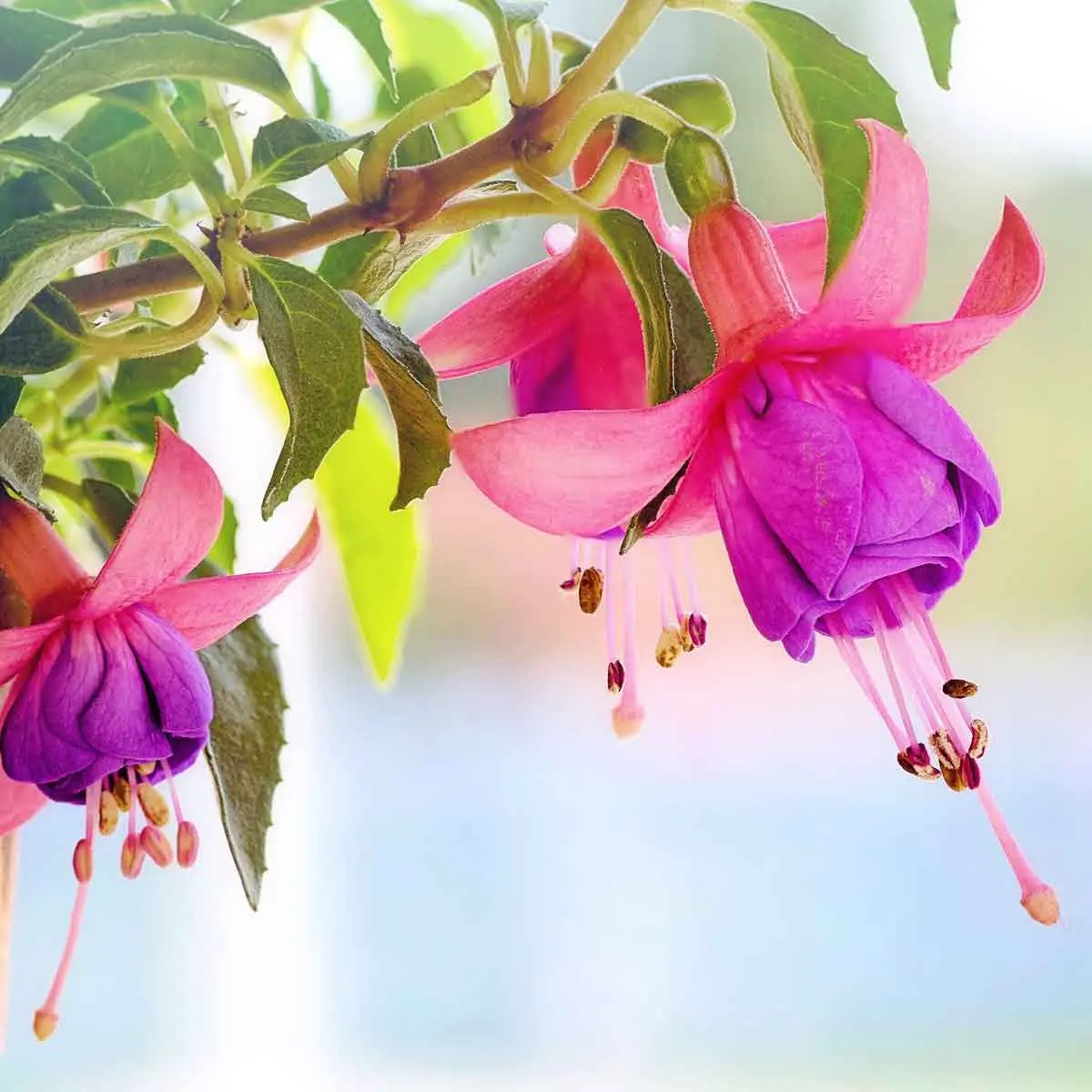 viridea fiore - Quanti Viridea ci sono