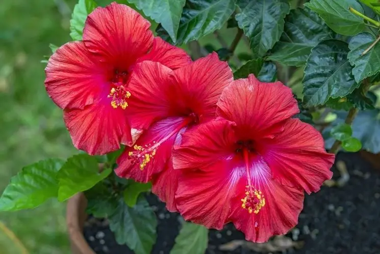 Fiori Ibiscus: una guida completa - Quanto annaffiare l ibisco in vaso fiori ibiscus - Quanto annaffiare l ibisco in vaso