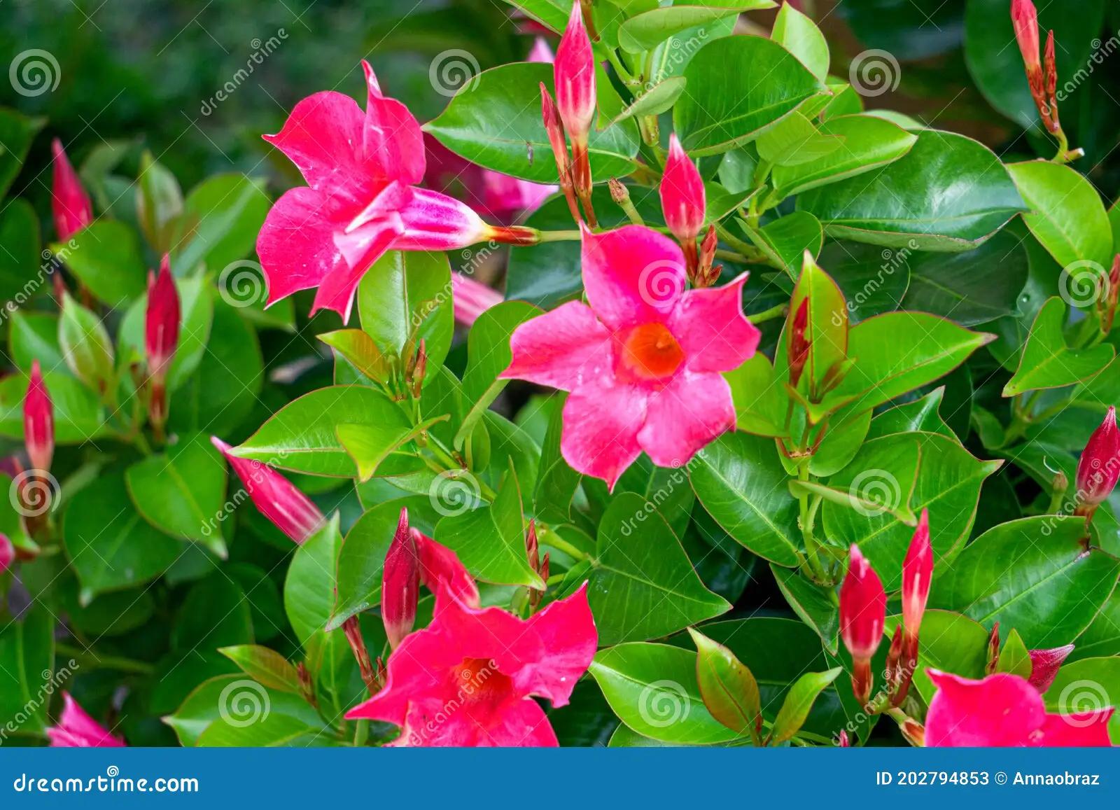 mandeville fiore - Quanto annaffiare la Mandevilla