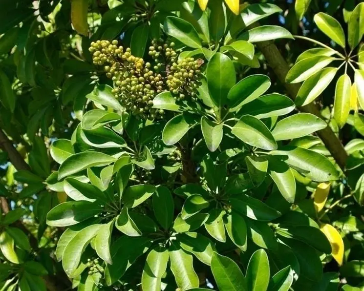 Schefflera fiori: tutto quello che devi sapere - Quanto annaffiare la Schefflera schefflera fiori - Quanto annaffiare la Schefflera