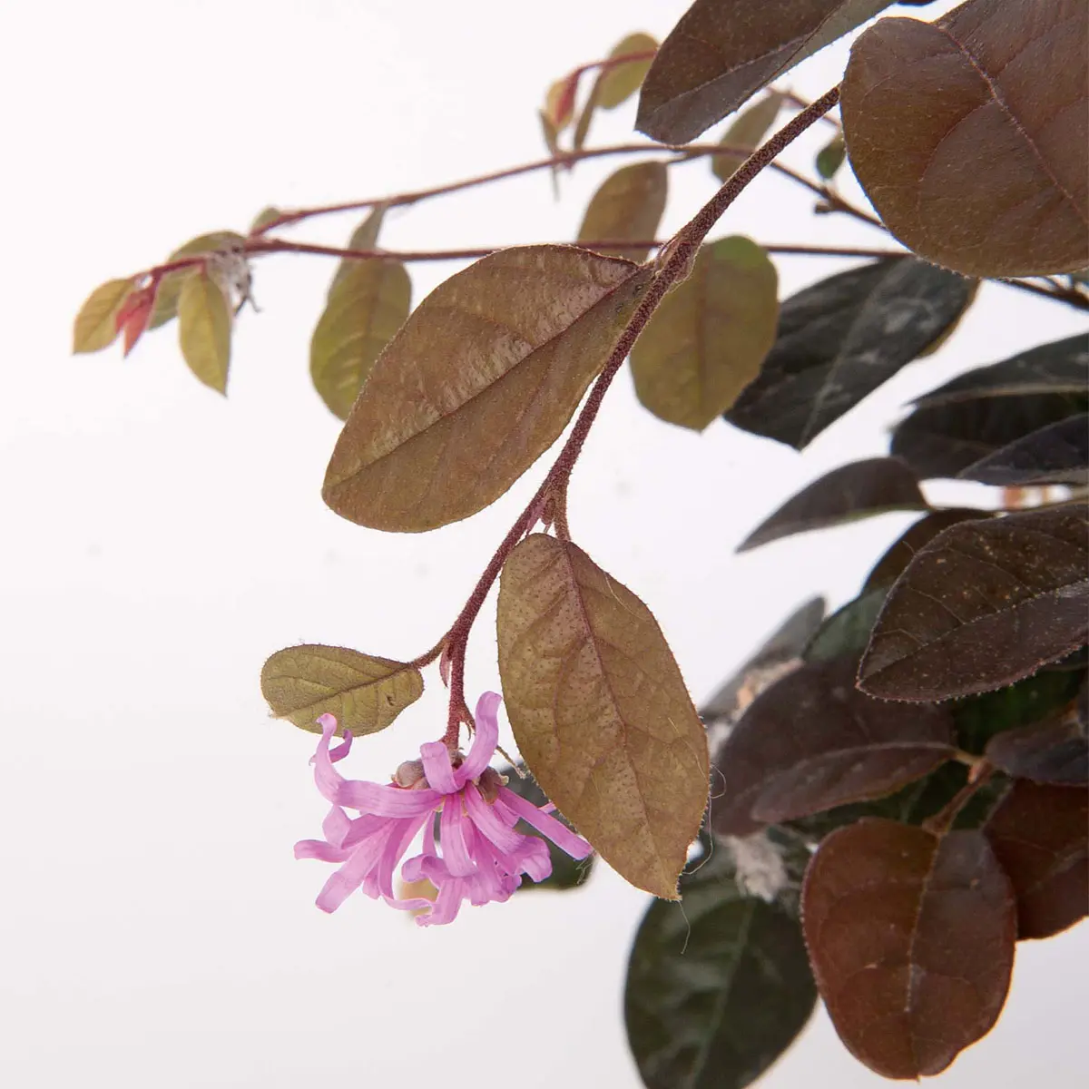 Loropetalum fiore: un arbusto sempreverde di grande bellezza - Quanto annaffiare Loropetalum loropetalum fiore - Quanto annaffiare Loropetalum