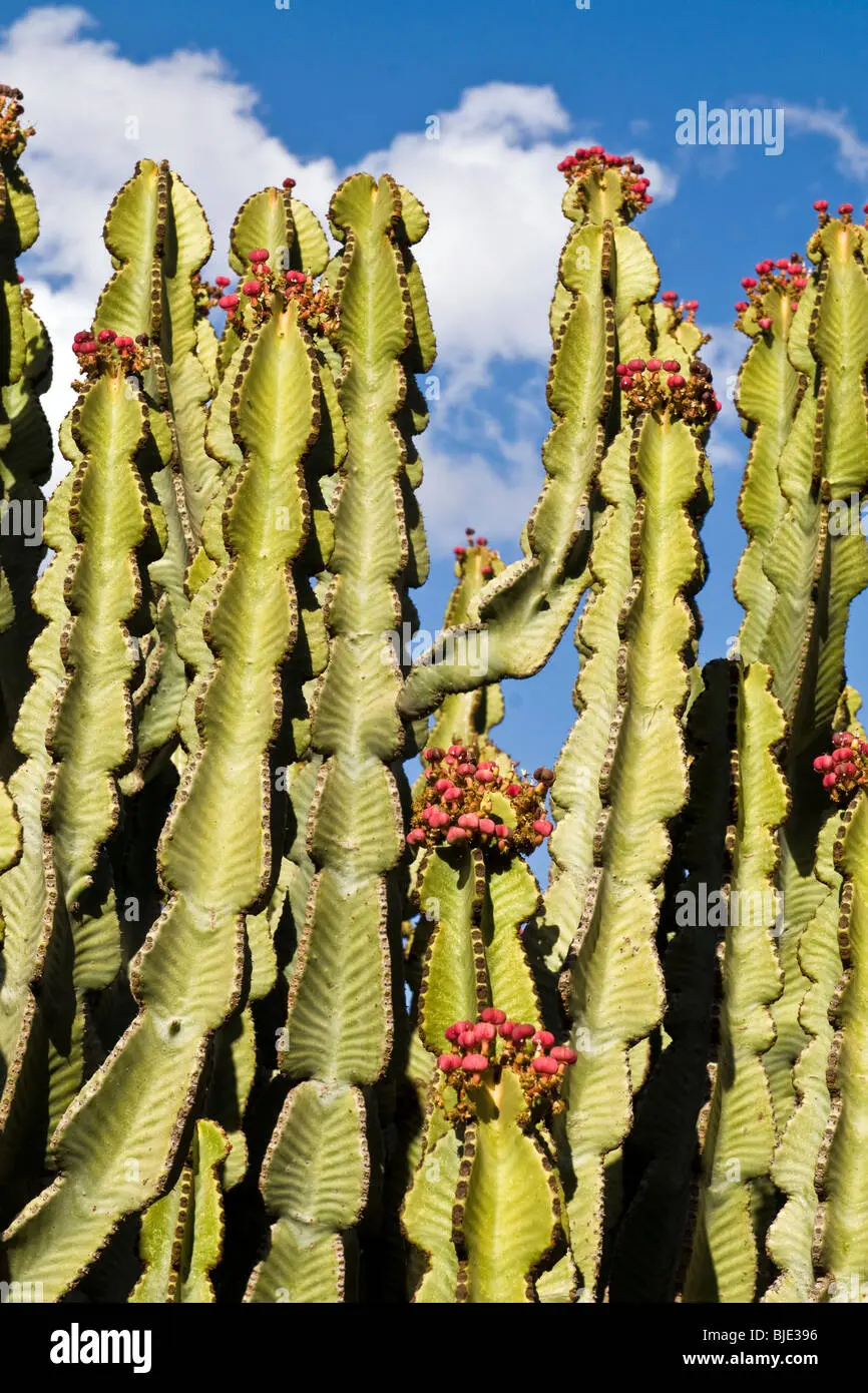 La Euphorbia Eritrea Fiore: Una Pianta Afmaravilloso - Quanto bagnare Euphorbia euphorbia eritrea fiore - Quanto bagnare Euphorbia