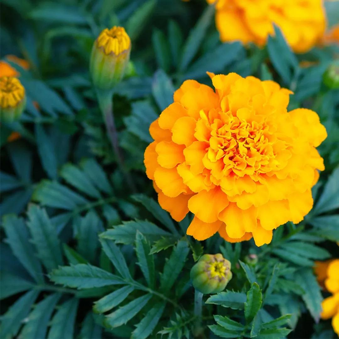 Guida alla coltivazione e cura dei fiori tageti