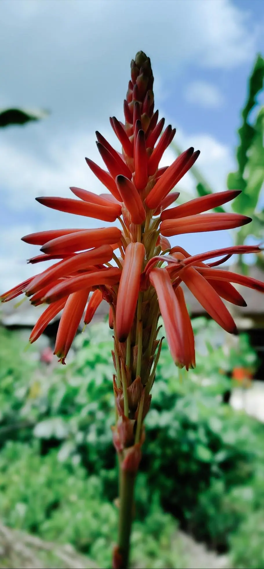 Fioritura Aloe Vera Fiore: Come prendersi cura della tua pianta di Aloe Vera - Quanto bisogna bagnare l'aloe vera fioritura aloe vera fiore - Quanto bisogna bagnare l'aloe vera
