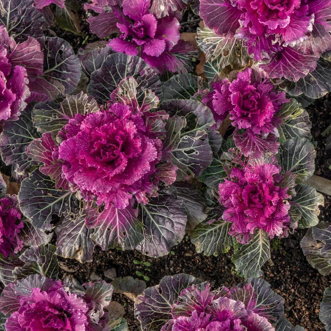 Fiori cavoli: colori e bellezza nel giardino
