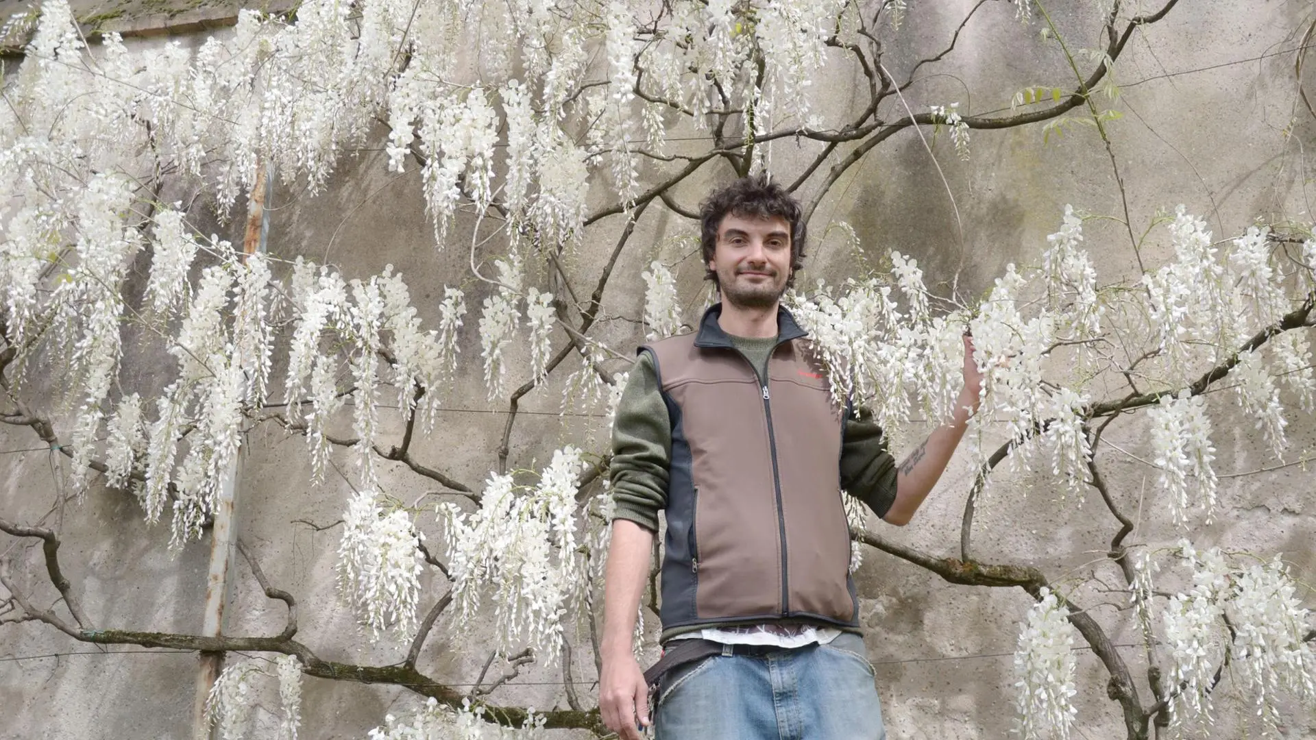 Quando fiorisce il glicine: tutto quello che devi sapere - Quanto ci mette il glicine a crescere quando fiorisce il glicine - Quanto ci mette il glicine a crescere