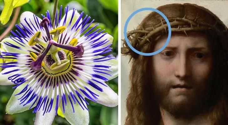 Fiore di Gesù: una guida completa sulla sua coltivazione e cura - Quanto ci mette la Passiflora a fare effetto fiore di gesu - Quanto ci mette la Passiflora a fare effetto