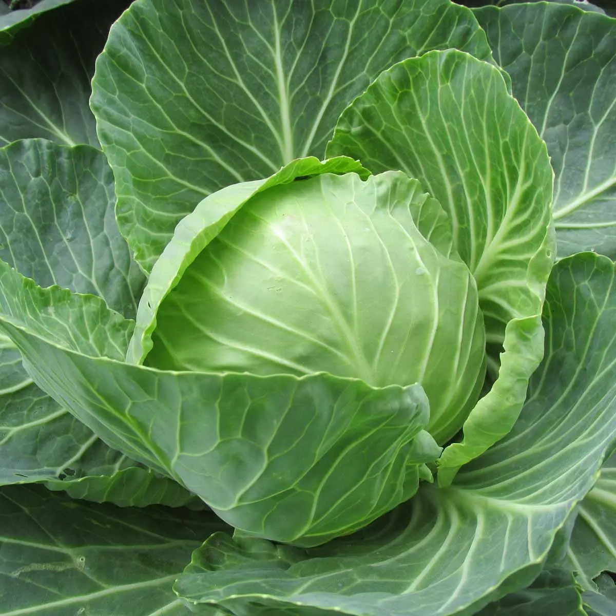 Fiori di verza: coltivazione e cura per un giardino fiorito