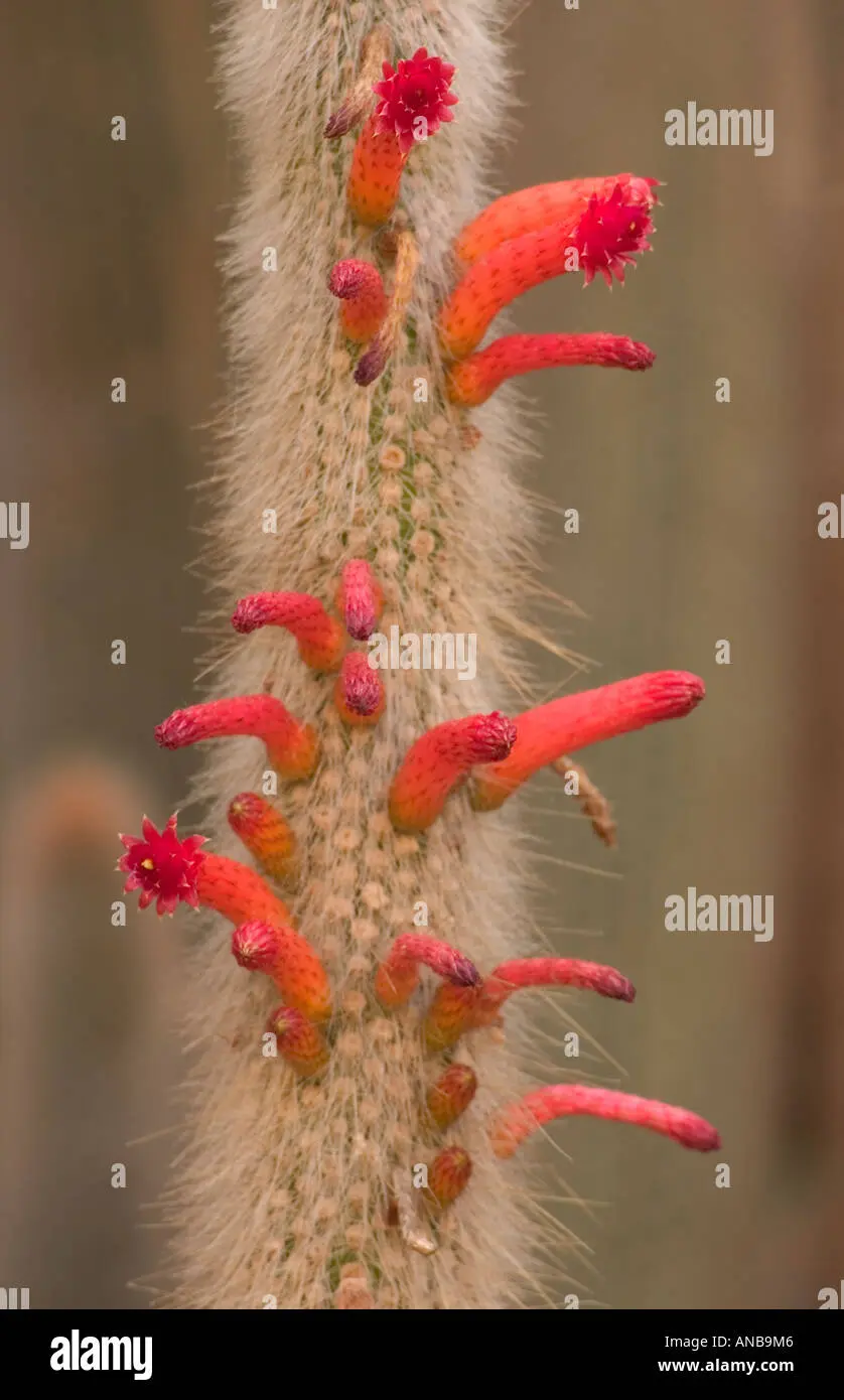cactus peloso fiore - Quanto ci mette un cactus a fiorire