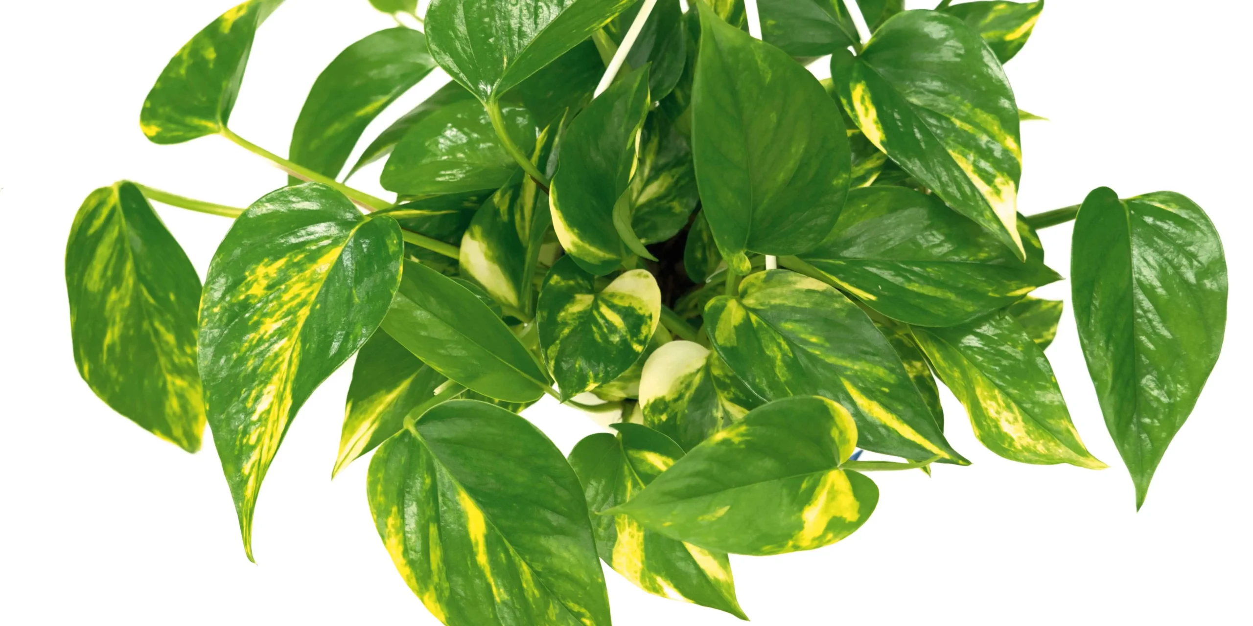 La tecnica della talea per la moltiplicazione delle piante - Quanto ci mette una talea a radicare in acqua talea fiore - Quanto ci mette una talea a radicare in acqua