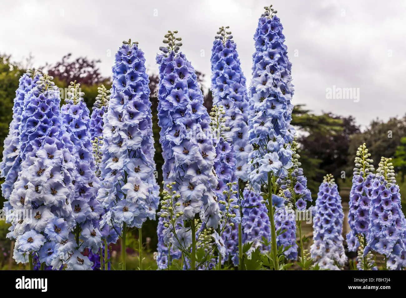 Delphinium Fiore: il significato del fiore dell'amore sincero - Quanto costa Delphinium delphinium fiore - Quanto costa Delphinium