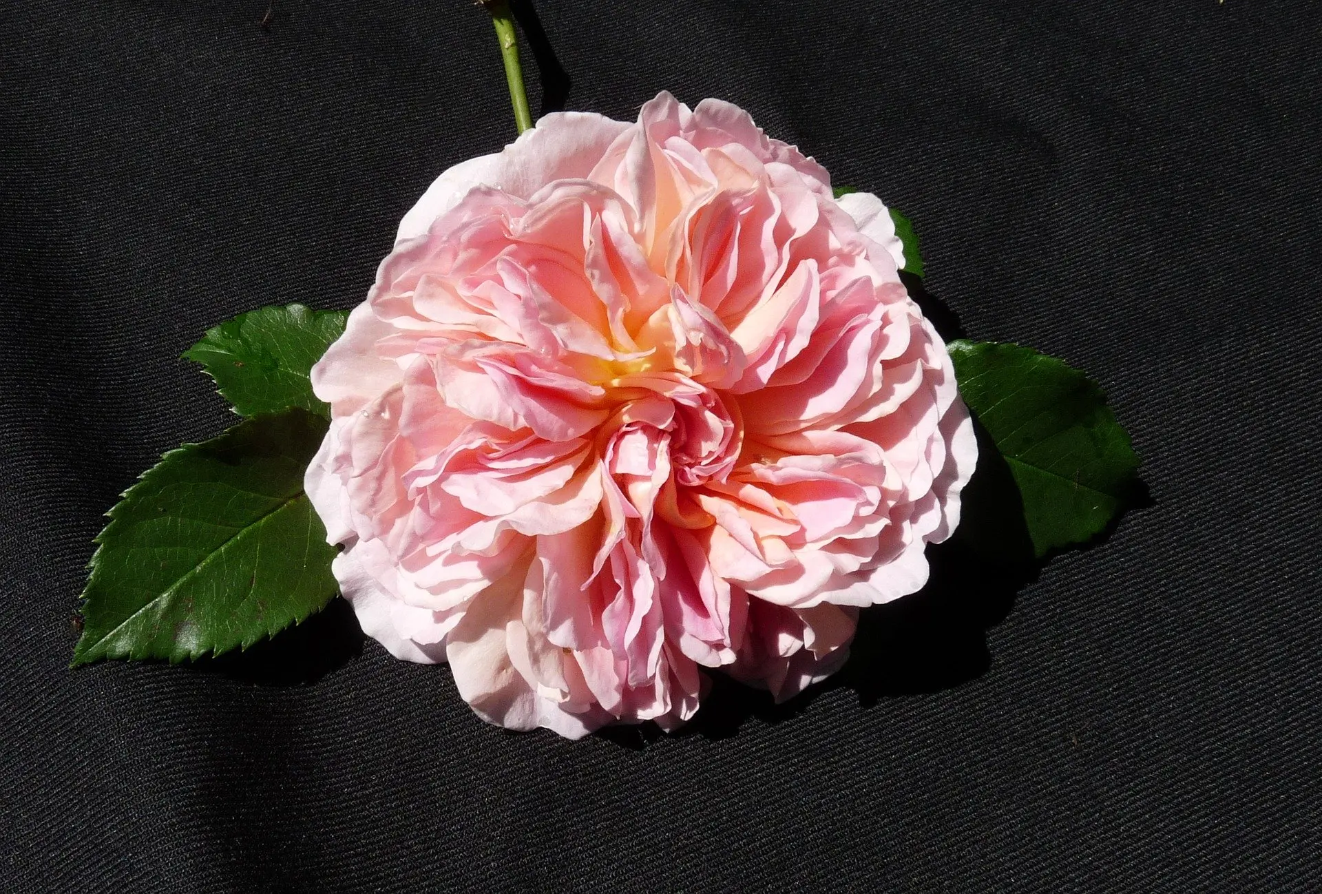 il fiore più costoso del mondo - Quanto costa il fiore più costoso al mondo