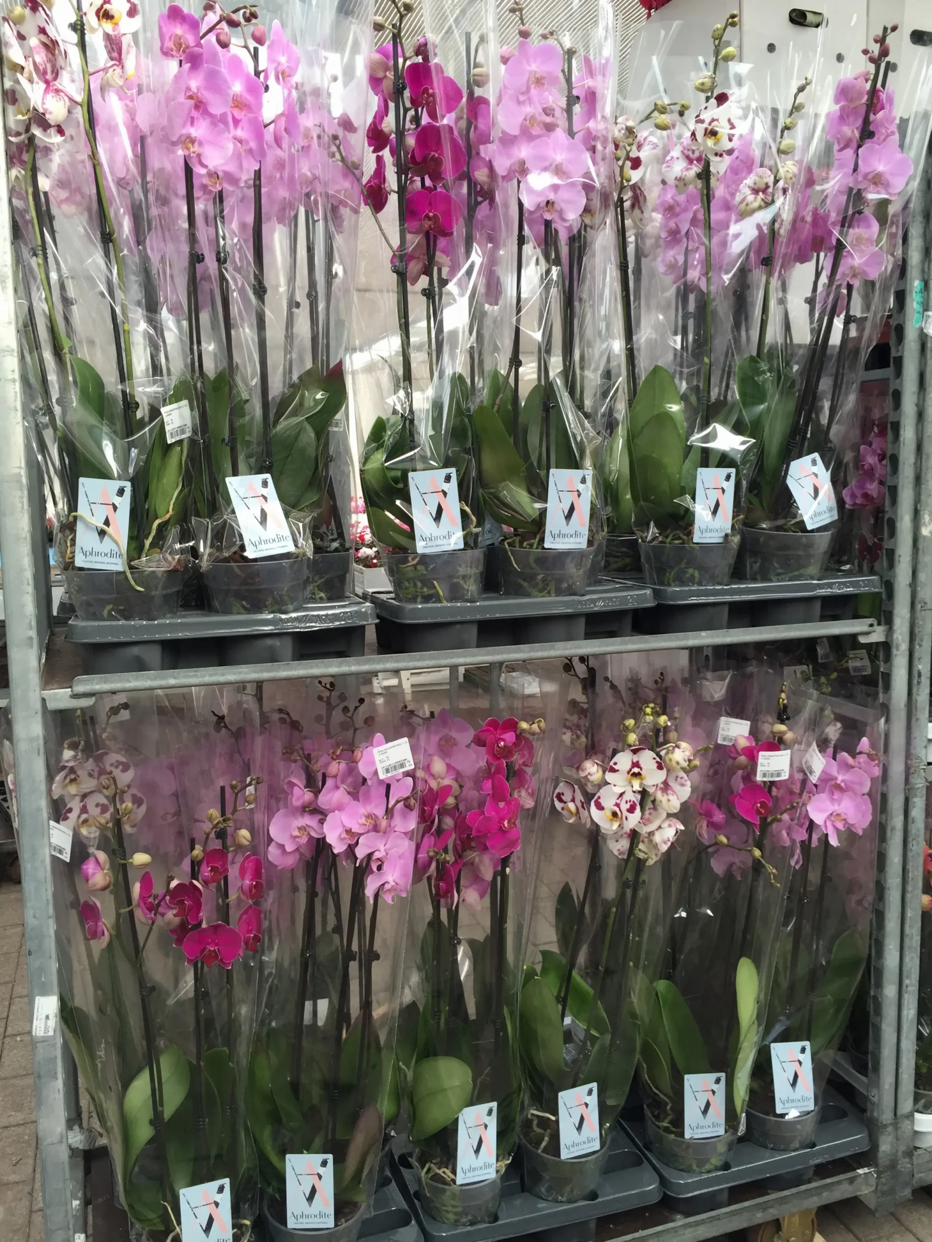 Prezzi Fiori All'ingrosso: Scopri le Offerte più Convenienti per Acquistare Fiori a Prezzi Competitivi - Quanto costa il ruscus al kg prezzi fiori all'ingrosso - Quanto costa il ruscus al kg