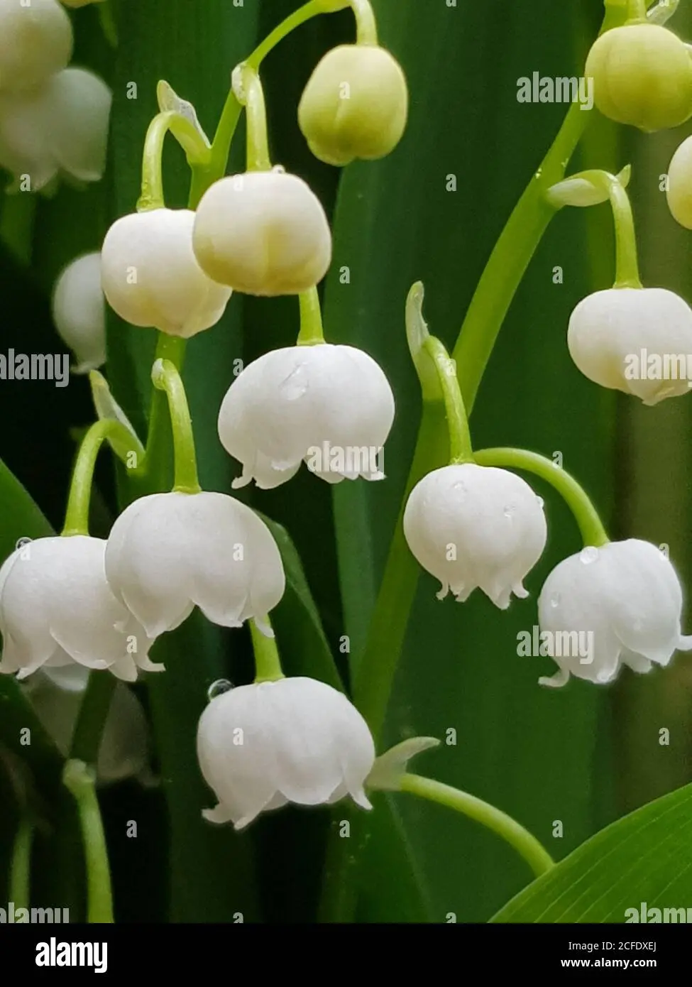 Giglio della Valle Fiore: Un simbolo di bellezza e grazia - Quanto costa la pianta del mughetto giglio della valle fiore - Quanto costa la pianta del mughetto
