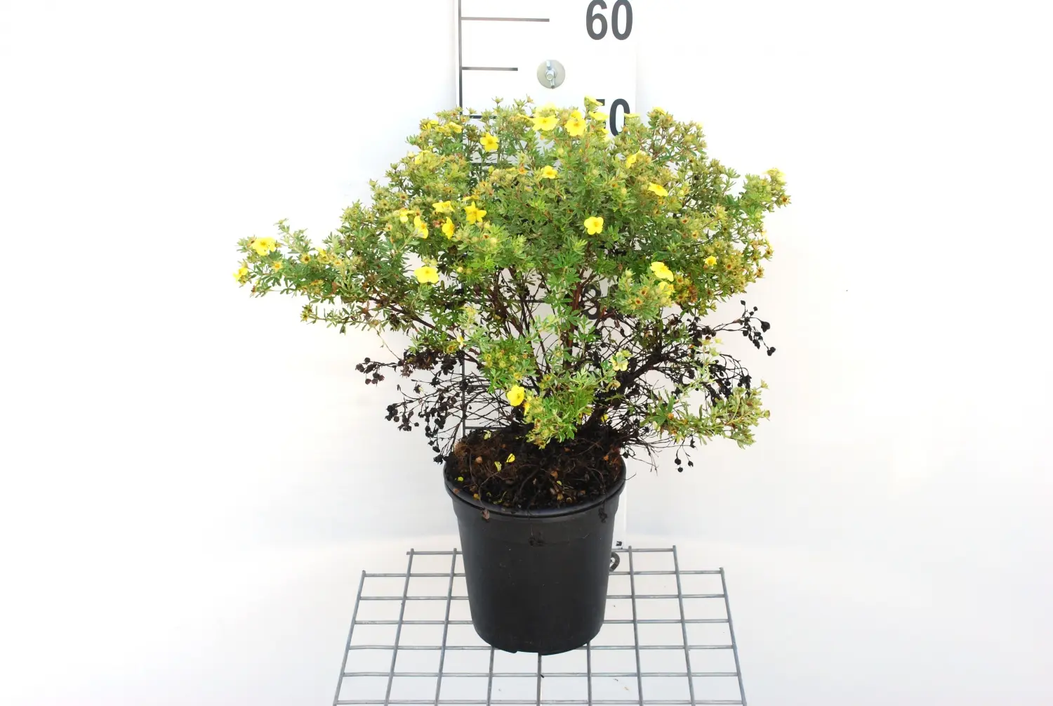 Potentilla Fiore: Un Arbusto da Fiore Decorativo - Quanto costa la Potentilla potentilla fiore - Quanto costa la Potentilla