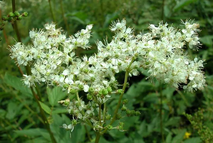 Che Fiore è la Regina dei Prati? - Quanto costa la spirea Ulmaria regina dei prati fiore - Quanto costa la spirea Ulmaria