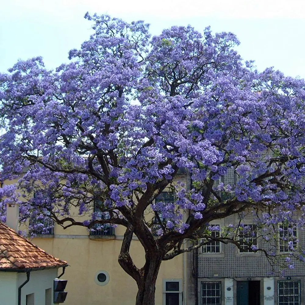 Fiore Paulownia Prezzo: tutto quello che devi sapere - Quanto costa Paulonia fiore paulownia prezzo - Quanto costa Paulonia