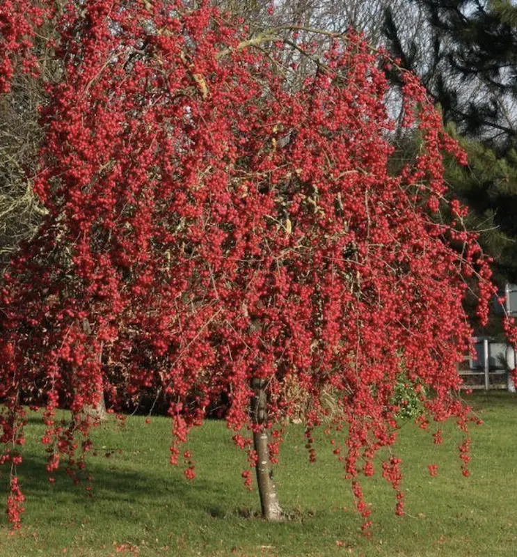 Melo da Fiore Prezzo: Quanto costa un albero di melo? - Quanto costa un albero di melo melo da fiore prezzo - Quanto costa un albero di melo