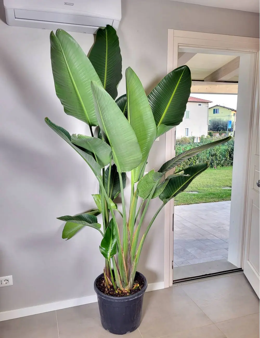 Sterlizia gigante fiore: scopri tutto sul suo costo, caratteristiche e cura - Quanto costa un fiore di Sterlizia sterlizia gigante fiore - Quanto costa un fiore di Sterlizia