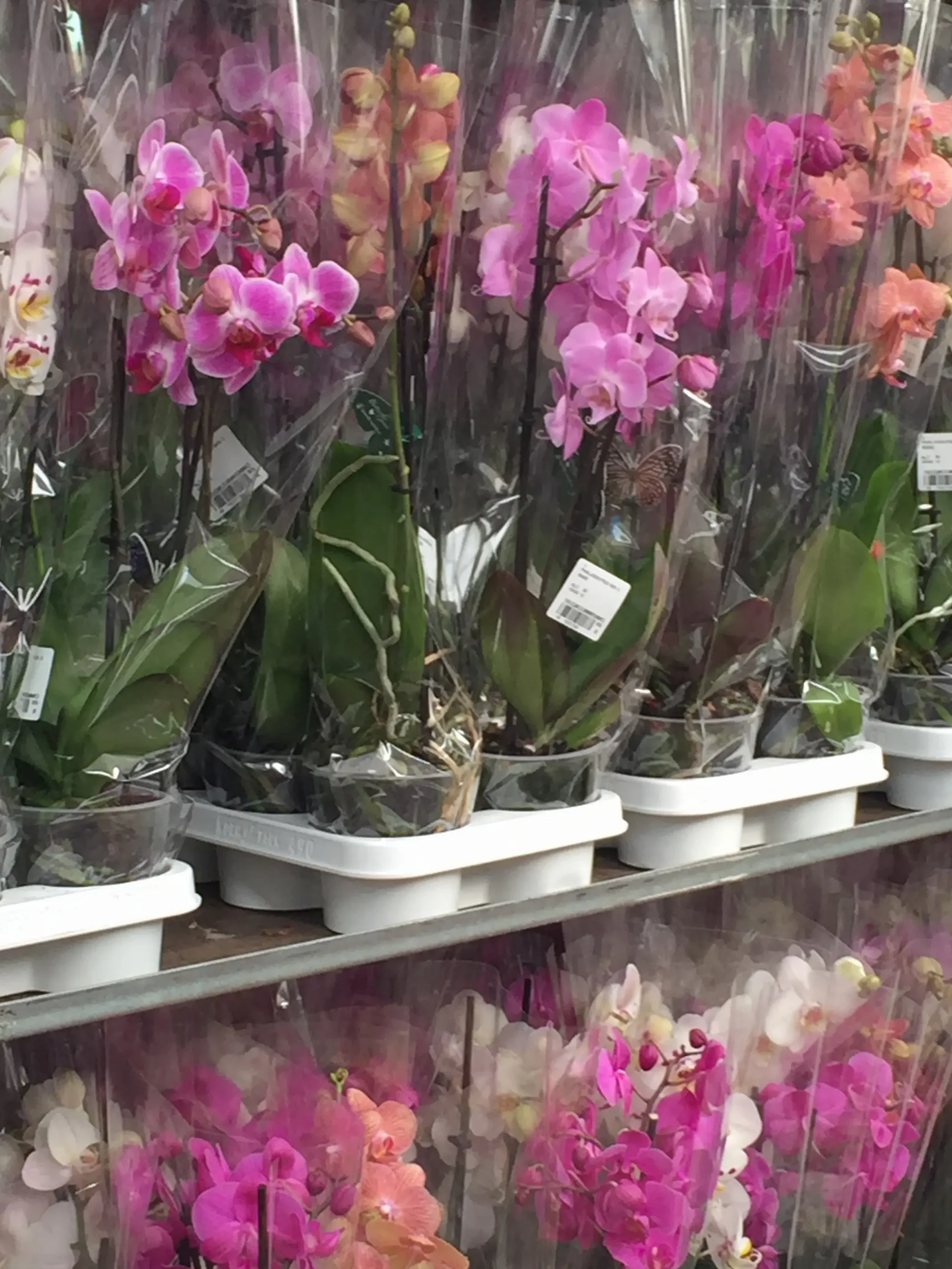 Prezzi Fiori All'ingrosso: Scopri le Offerte più Convenienti per Acquistare Fiori a Prezzi Competitivi - Quanto costa un tulipano all'ingrosso prezzi fiori all'ingrosso - Quanto costa un tulipano all'ingrosso