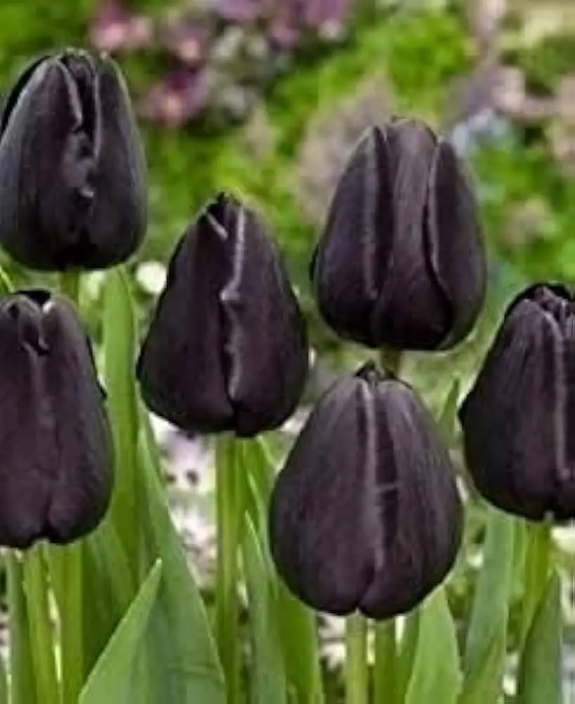Il tulipano nero: bellezza e mistero - Quanto costa un tulipano nero tulipano nero fiore - Quanto costa un tulipano nero