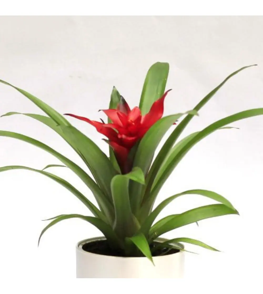 pianta con i fiori rossi - Quanto costa una pianta di Anthurium