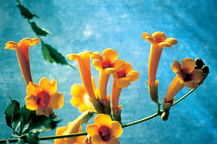 pianta con fiore a trombetta - Quanto costa una pianta di bignonia