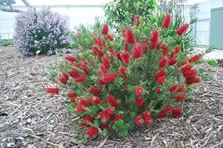 Fiore Spazzolino: Quando fiorisce e quanto costa una pianta di Callistemon - Quanto costa una pianta di Callistemon fiore spazzolino - Quanto costa una pianta di Callistemon