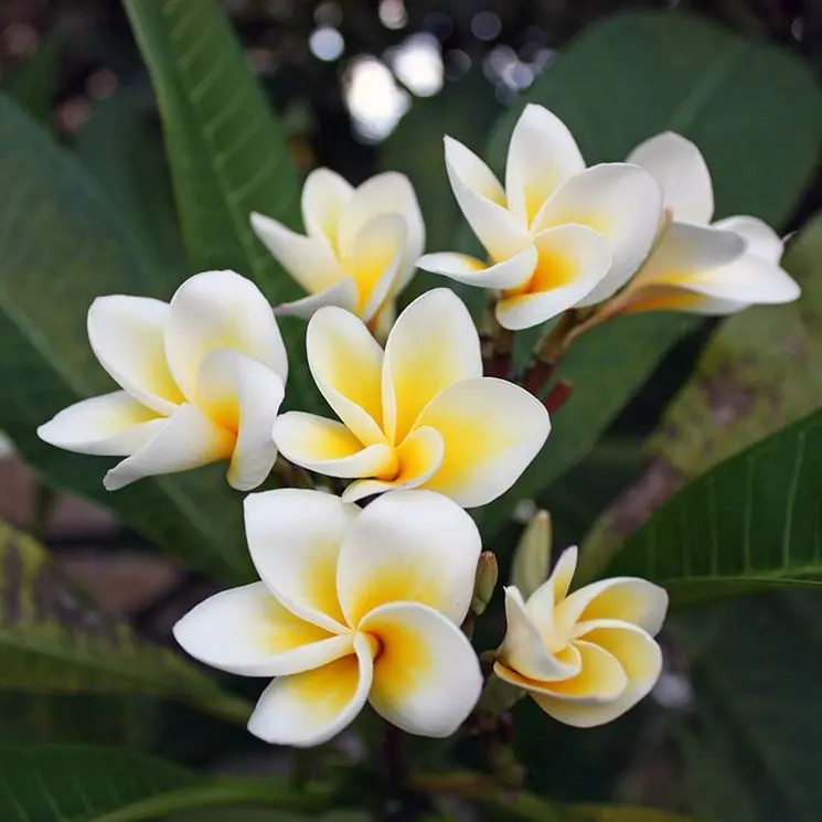 fiore di frangipani - Quanto costa una pianta di frangipane