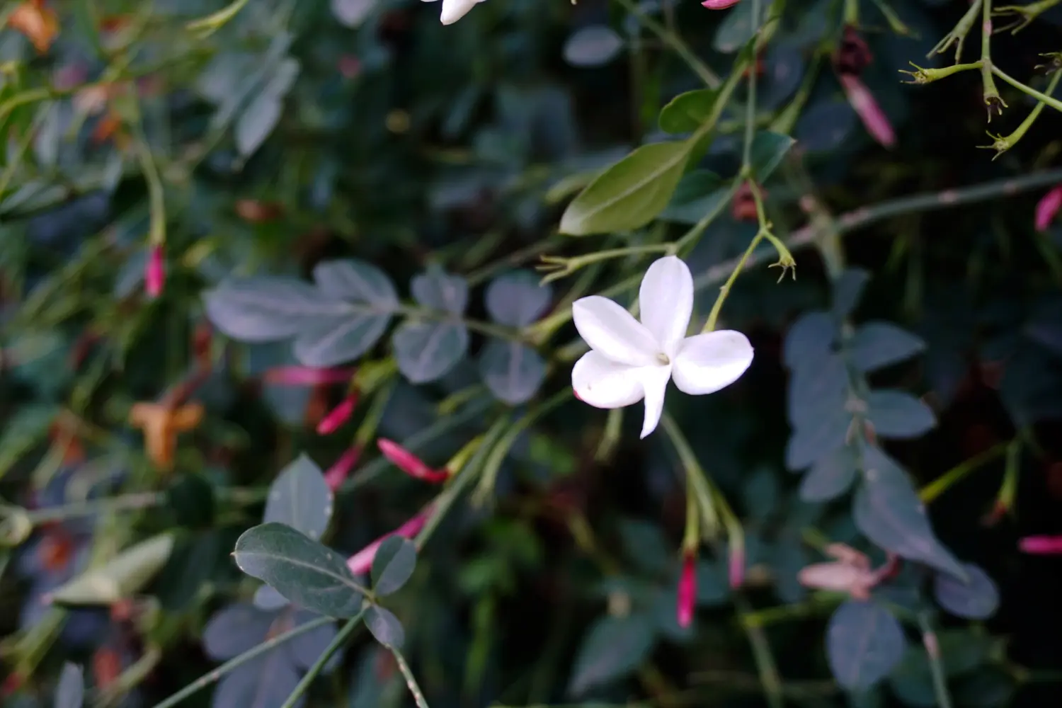 gelsomino fiore grande - Quanto costa una pianta di gelsomino grande