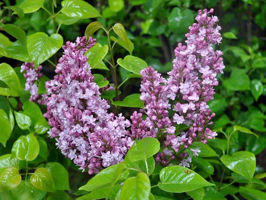 serenella fiori - Quanto costa una pianta di lillà