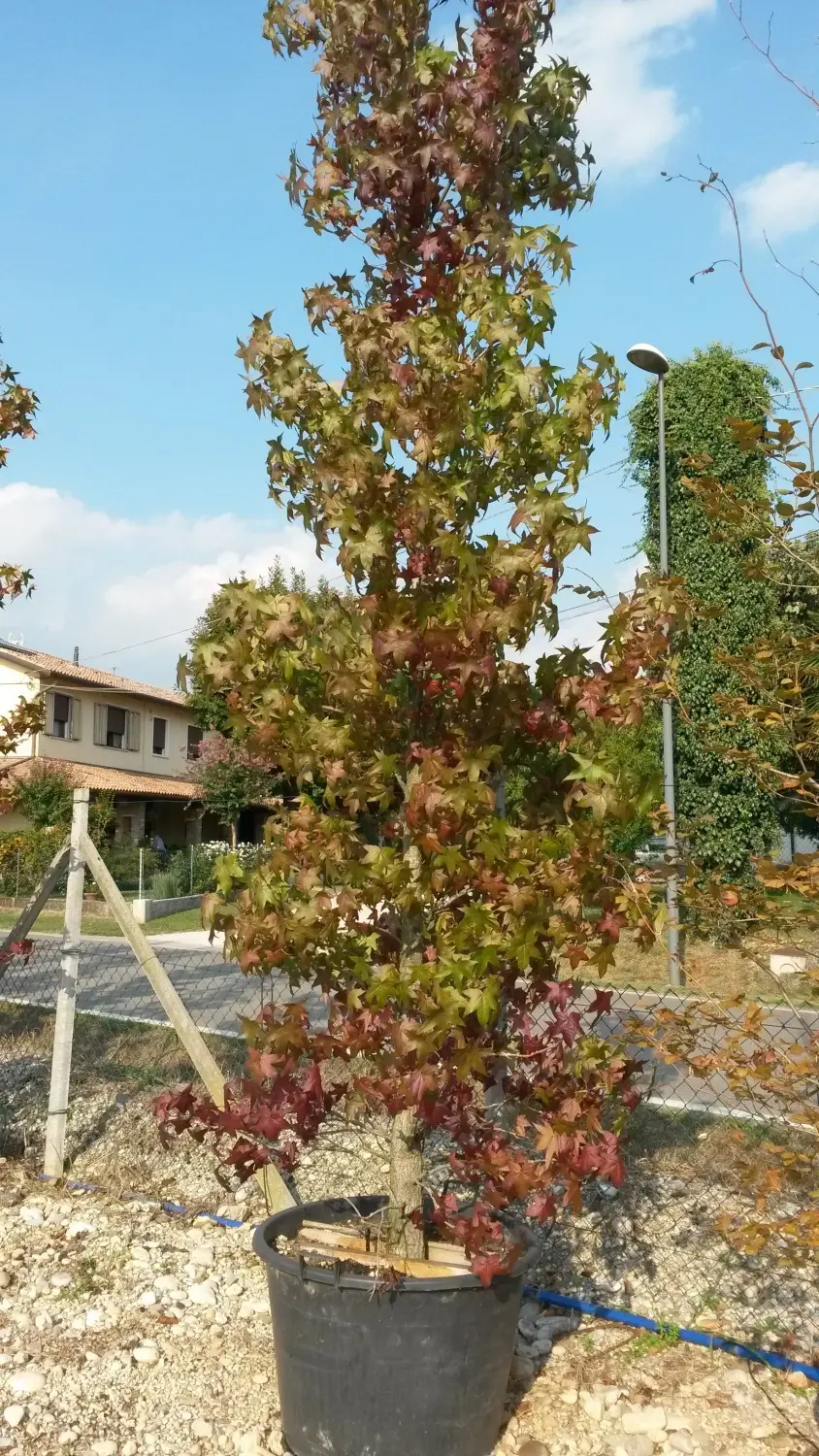 Il Liquidambar Fiori: una pianta dall'eleganza naturale - Quanto costa una pianta di Liquidambar liquidambar fiori - Quanto costa una pianta di Liquidambar