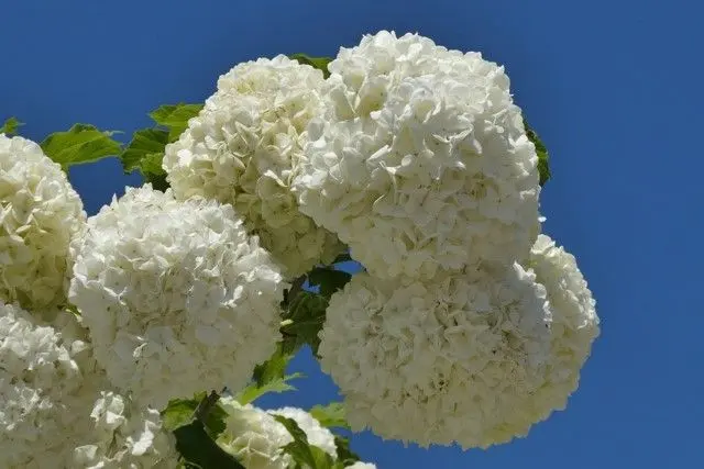 Fiore Palla di Neve: Tutto quello che devi sapere - Quanto costa una pianta di Palla di Neve fiore palla di neve - Quanto costa una pianta di Palla di Neve