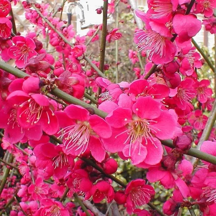 Prunus da fiore: tutto quello che devi sapere - Quanto costa una pianta di Prunus prunus da fiore - Quanto costa una pianta di Prunus